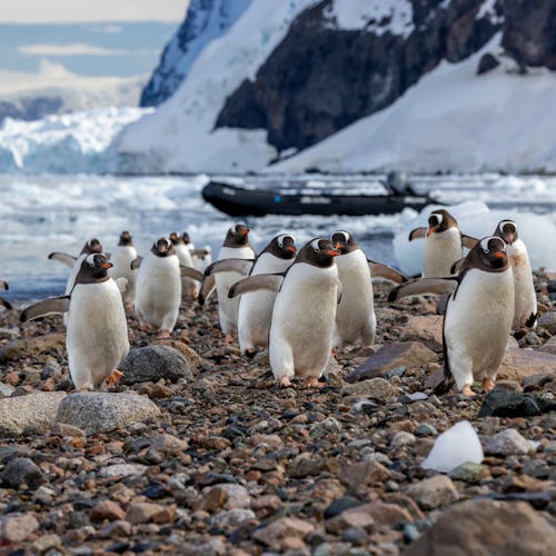 ANTARCTICA, SOUTH GEORGIA & THE FALKLAND ISLANDS