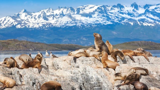 Seelöwen in Patagonien