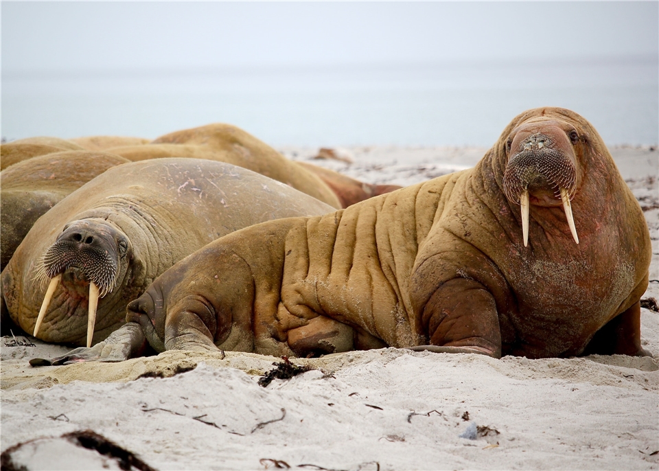 Arktische Wildtiere Expeditionskreuzfahrt