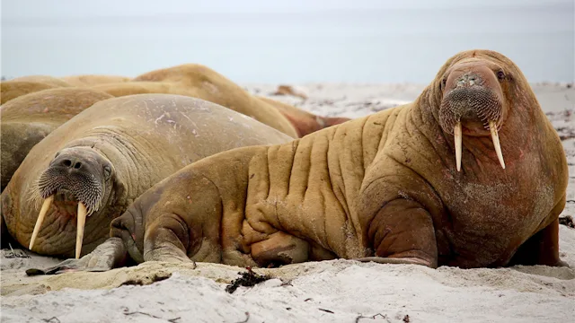 Arktische Wildtiere Expeditionskreuzfahrt