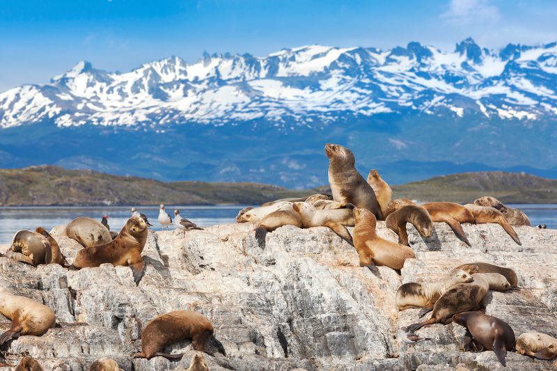 Seelöwen in Patagonien